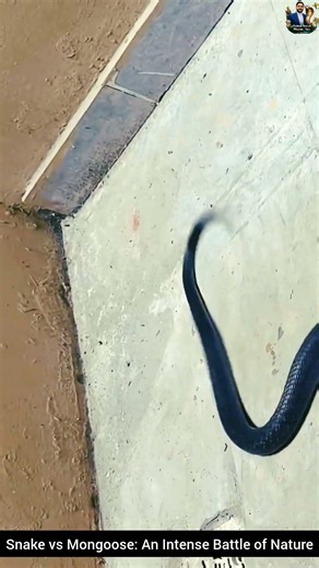 Snake vs Mongoose: An Intense Battle of Nature #snake #cobra #wildlife #rescueefforts