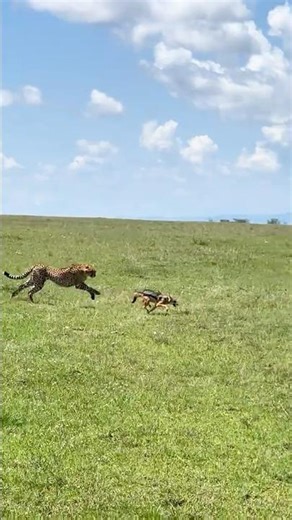 Cheetah Speed Is Absolutely Insane 🤯💨