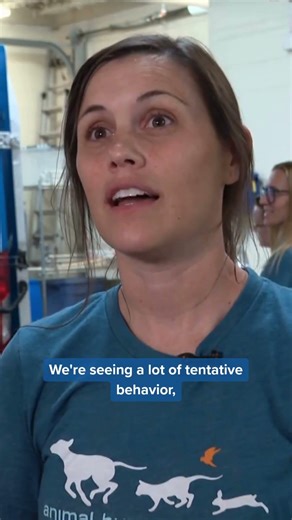Dozens of beagles from Wisconsin reseach facility now in Minnesota