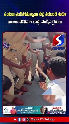 పంటలు ఎండిపోతున్నాయి నీళ్లు వదలండి సారూ !! || Signal TV Telugu || #revanthreddy #congvt #viralvideo