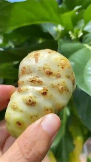 World’s Smelliest Fruit With Superpowers! #shorts #plants #farming