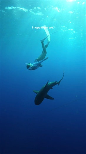 The tiger shark is the one shark that keeps evading me 😅🦈 Footage from various tours with @KaimanaOceanSafari , @Go Adventure Hawaii | Oahu, HI , @spectrediveboat , & @biminiscubacenter 🩵🦈 Video of me with the Galapagos shark by @mattiecap 🎥 #tigershark #sharks #ocean #diving #marinelife