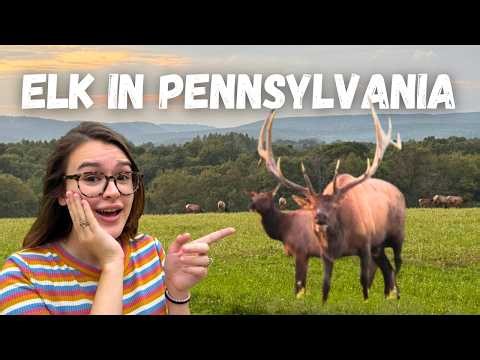 We Found Pennsylvania's Elk Herd! | Benezette, PA