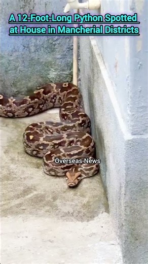 12-Foot-Long Python Found at House in Mancherial Districts | Overseas News