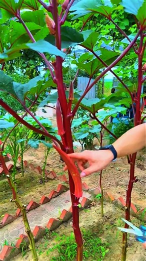 Proper Okra Harvesting Boosts Freshness and Yield#OkraHarvesting #OkraFarming #VegetableFarming