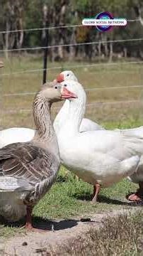 Geese: Nature’s Remarkable Navigators