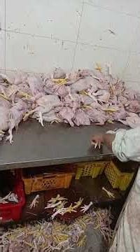 1. The Complete Process of Chicken Processing & Slaughterhouse_2Chicken Processing & Slaughterhouse