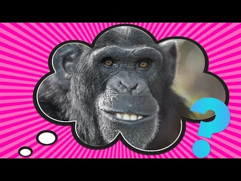 Why Do Chimpanzees Throw Poop?