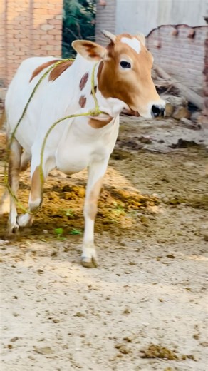 Wild Cow Action Moments | Rural Life Shorts #shorts