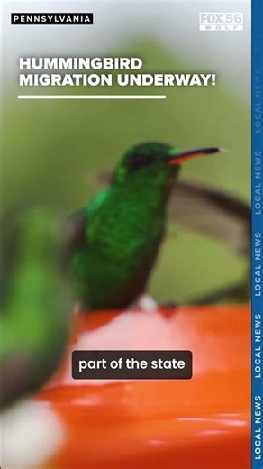 Hummingbird migration underway as tiny travelers return to Pennsylvania