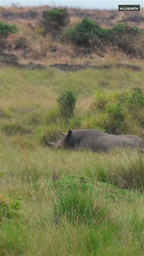 Can one black rhino really chase off an entire lion pride?
