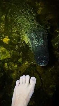 Looking for a giant python! #wildlife#nature#florida#crazy#animals#python#snake#conservation#shorts