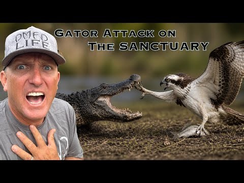 Alligator attacked an OSPREY on the Sanctuary! {EMERGENCY HELP}