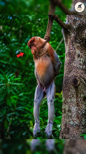😨Why Do Proboscis Monkeys Risk Everything to Cross This River? 🐊