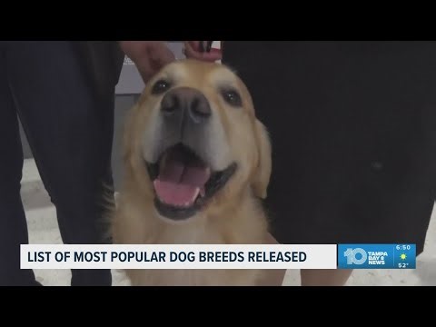 The American Kennel Club releases the list of the nation's most popular dog breeds