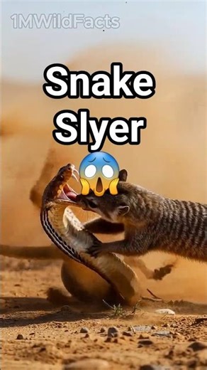 Brutal Mongoose vs Cobra Fight 🐍 Desert Snake Battle #mongoose #cobra #wildlife #nature #shorts