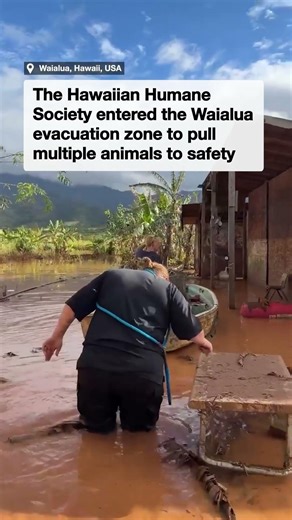 Animal rescue teams brave Hawaiian floods to save beloved pets