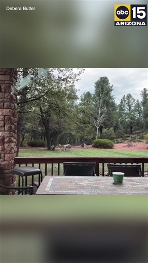 Video captured by a viewer shows a coyote running around and playing in the rain in Payson.