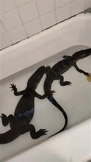 alligator #alligatorattack alligator in house