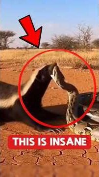 5 Unbelievable Animal Moments That Will Shock You