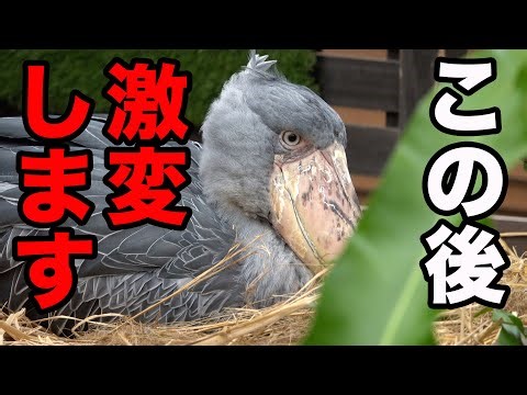 少し見ない間に激変したハシビロコウふたばちゃん!【冬のふたば2025-2026-6】Futaba, Shoebill winter 2025-2026-6 掛川花鳥園