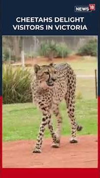 Three cheetahs, 7yrold sisters Mara and Mapenzi, and 11yrold Sansa joined Werribee Open Zoo| N18G