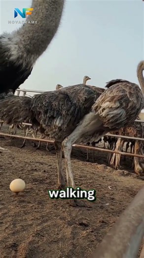 Why Farmers Catch Ostrich Eggs by Hand 😳🥚