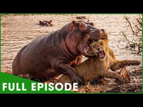 GIANTS OF THE RIVER - Hippos Battle Without Mercy (Full Episode) | Nature Animal Documentary