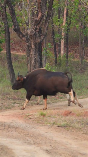 Massive Indian Gaur Escaping a Tiger in the Wild