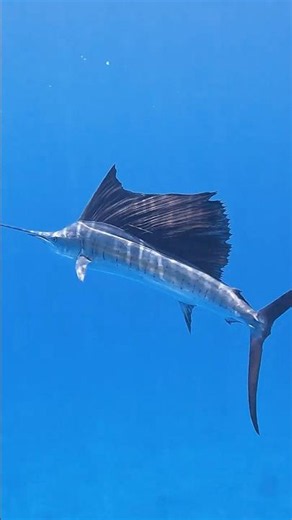 Fastest Fish In The Ocean..