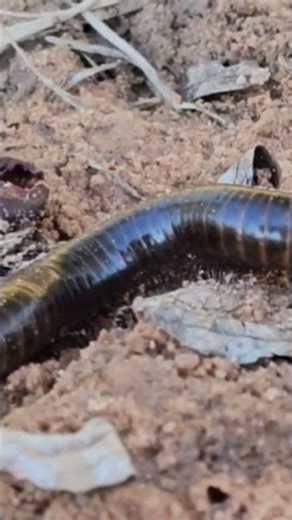 Found the most alien-looking millipede in my backyard #wildlife #insects #shorts