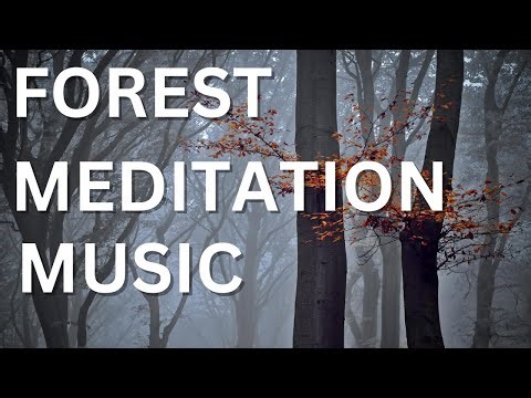 1 Hour Piano & Xiao Flute with Forest Ambience | Meditation & Emotional Release