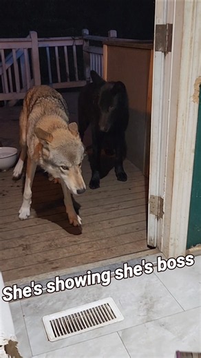 "Stand Down!" Wolf Body Language is Wild 🤫🐾 #petwolf #HoneytheWolf #Wolf #wolfdog