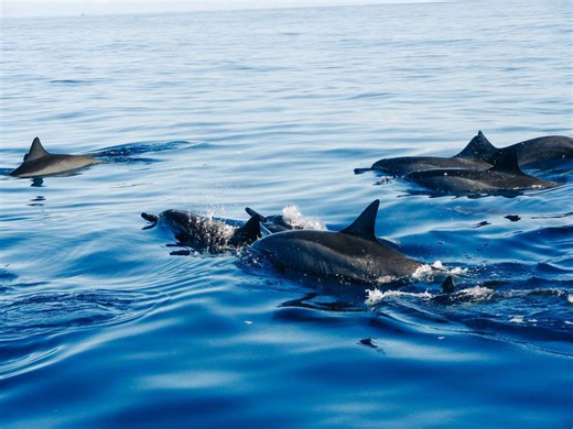 How Dolphins Use Echolocation to Navigate and Hunt