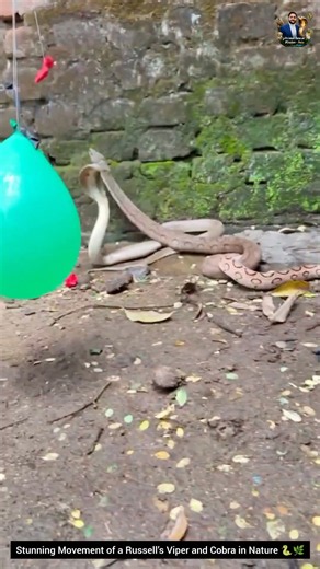 Stunning Movement of a Russell’s Viper and Cobra in Nature 🐍🌿 #snake #animals #wildlife