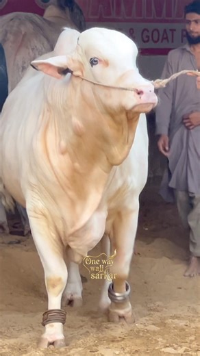 cuteness overload || maweshi mandi #beautifulanimal #cow #unloading