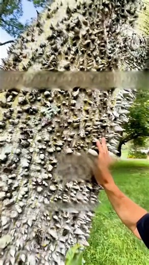 The Sandbox Tree: A Spiky "Monster" with Seeds Exploding at 240 km/h – The World's Most Dangerous Tree! | Srmail.io