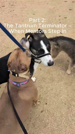Part 2: The Tantrum Terminator – When Mentors Step In 🐾