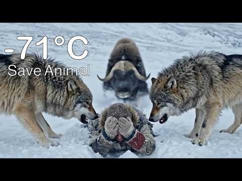 Musk Ox Saves Old Woman 90 Year Old from Wolf Pack Attack! 🐺❄️ Incredible Survival Story