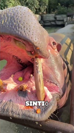 El Hipopotamo Se Enfadó Por El Tamaño De La Fruta 😱
