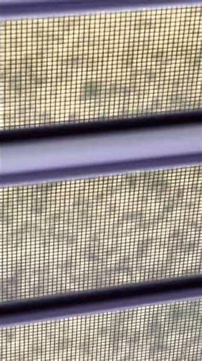 Duck 🦆 in the backyard but the Rabbit 🐇 doesn’t like it! 🤪