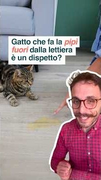 Il tuo gatto fa la pipì fuori dalla lettiera?