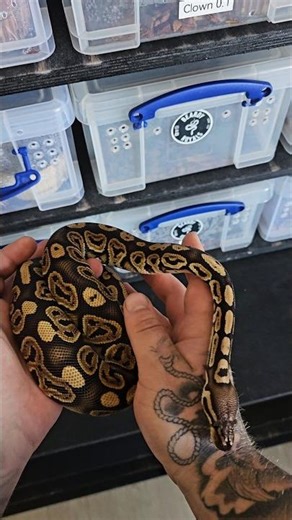 BP, Fire Het Clown ♀️🔥 #clownballpython #royalpython #ballpython #ballpythonbreeder #obsidianroyals