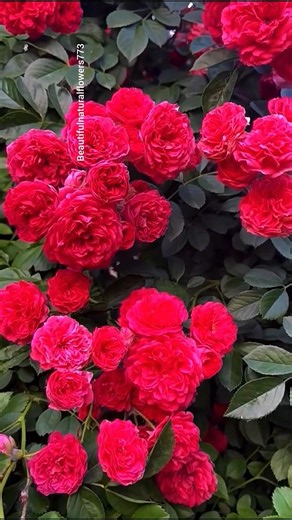 4K Rose Garden in Full Bloom | Calming Nature & Stress Relief