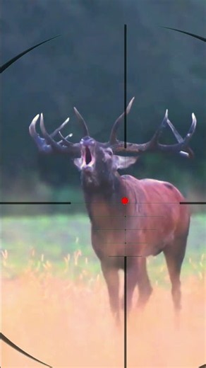 Elk Stalking | Caccia all'alce | Caza de alces
