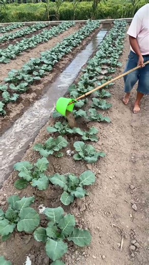 💧🌿 Long-Handled Scoop Tool for Fast Crop Watering and Irrigation