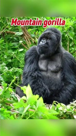 Animals that might be GONE by 2030😨