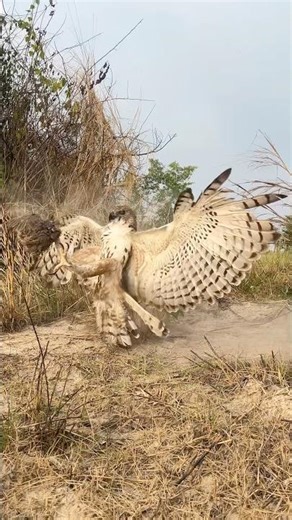 Amazing skill of Hawk-Eagle hunt bird of prey #wildlife