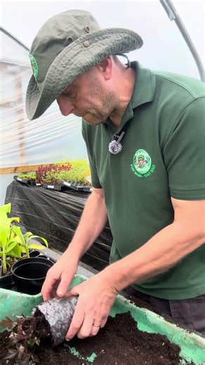 Stronger Dahlia Cuttings