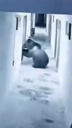 Hotel guest wakes up to find a bear in their room
